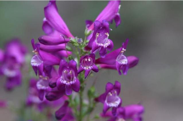飛燕草是什么？養的時候要注意哪些問題呢？