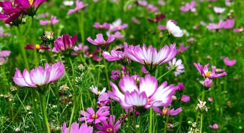 1630162997811597.jpg 波斯菊3.jpg