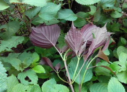 1630166077123867.jpg image.jpg