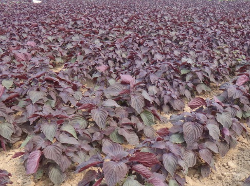 1630166096376907.jpg image.jpg