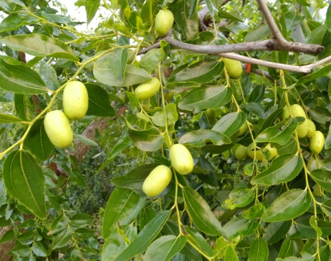 1630166270719649.jpg image.jpg