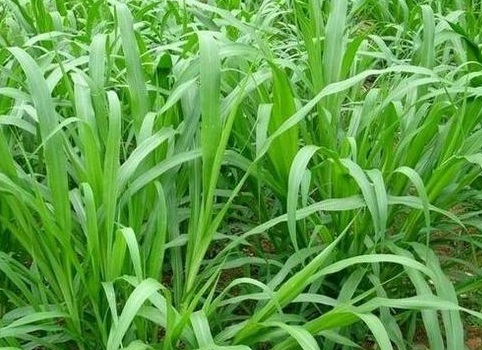 1630166404826968.jpg image.jpg