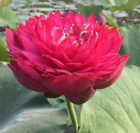 1630227364400430.jpg X%KOR8(~N8X_}3U_M{850$I.jpg