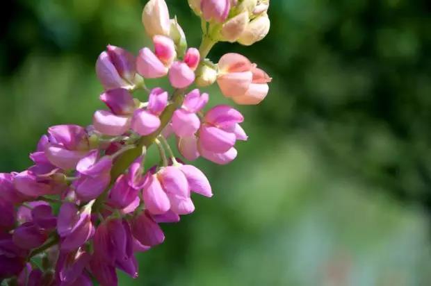魯冰花的種植方法,魯冰花的實用價值