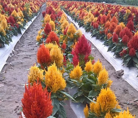 1630227921876459.jpg XDG$J~U7C$EFAXV6QSS[[@2.jpg