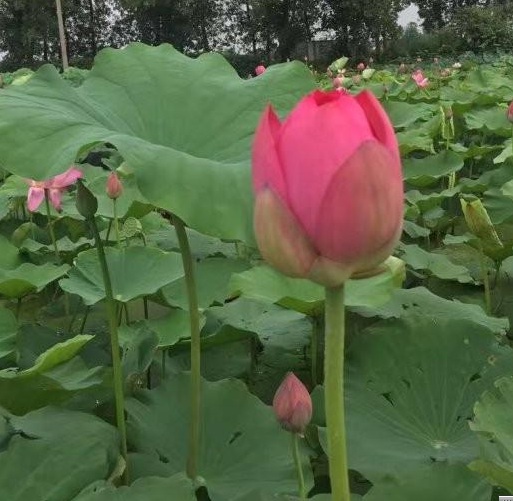 1630228100590615.jpg CM2`UK23NMLT_5`EZ{R1SF4.jpg