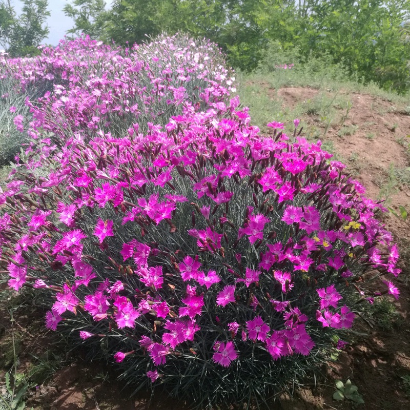 石竹花盆栽的養護管理
