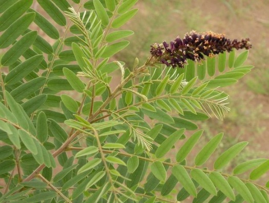 1630236555709437.jpg image.jpg