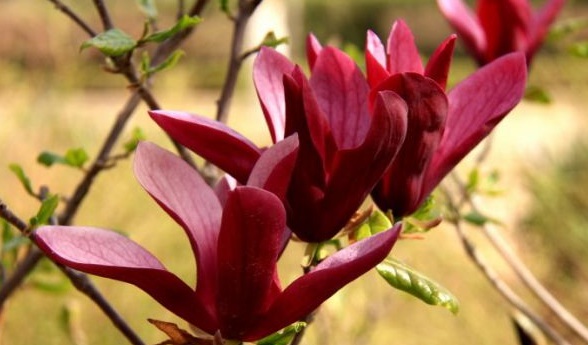 1630237035149804.jpg image.jpg