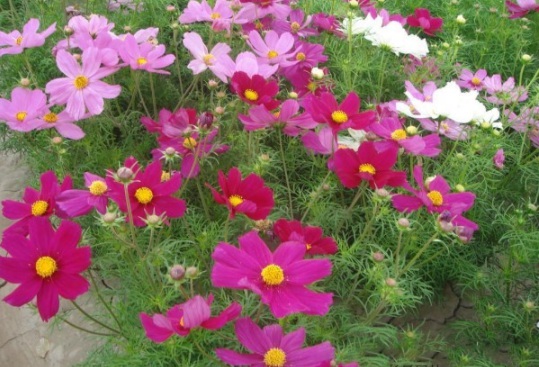 1630237208813978.jpg image.jpg