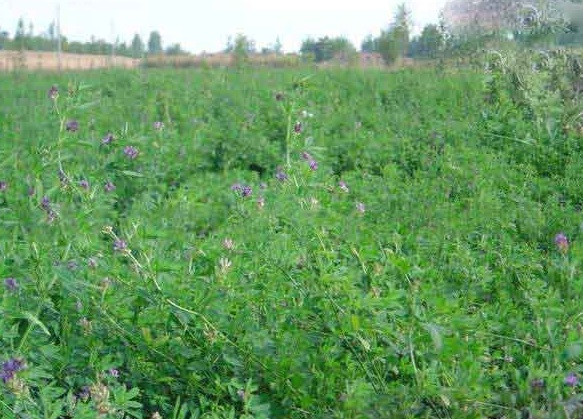 1630237814889737.jpg image.jpg