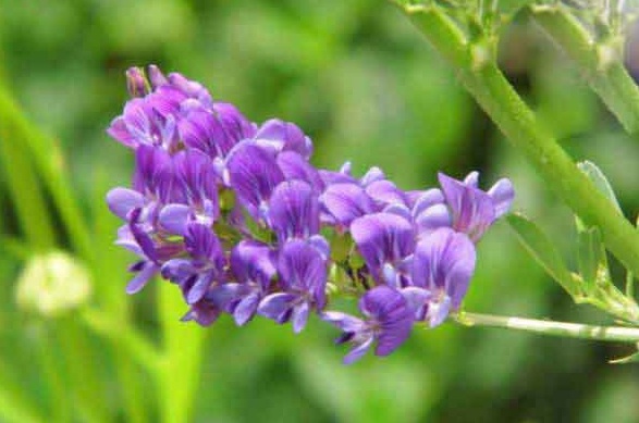 1630237932411445.jpg image.jpg