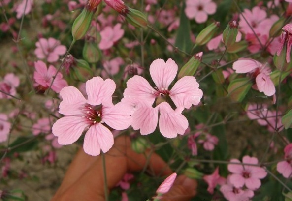 1630239343197102.jpg image.jpg