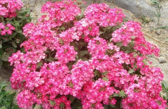 1630239616841487.jpg image.jpg