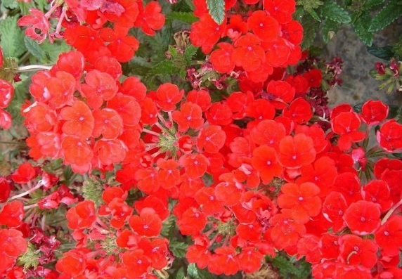 1630239633761873.jpg image.jpg