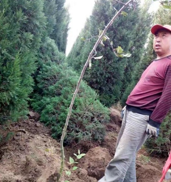 1630240115742096.jpg image.jpg