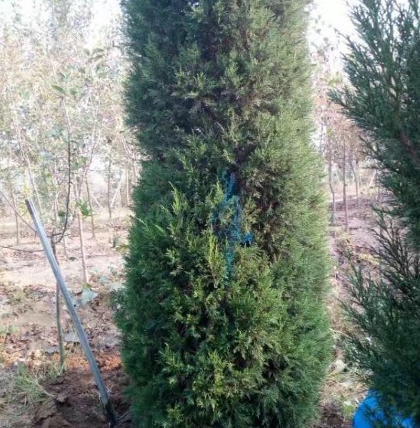 1630240127279489.jpg image.jpg