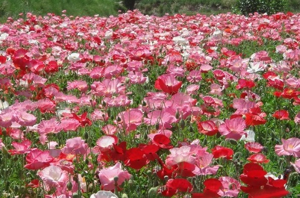 1630242854185668.jpg image.jpg