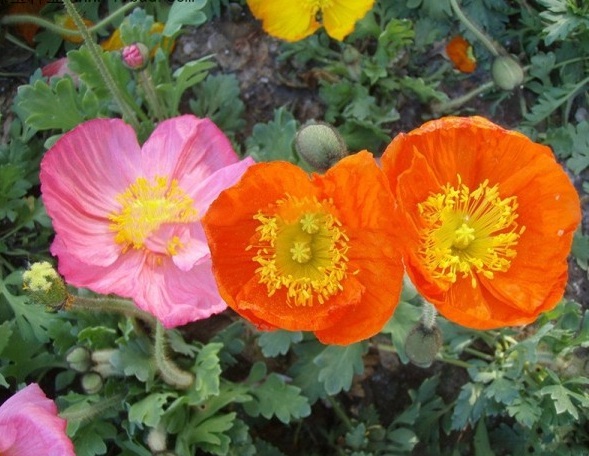 1630242873210215.jpg image.jpg