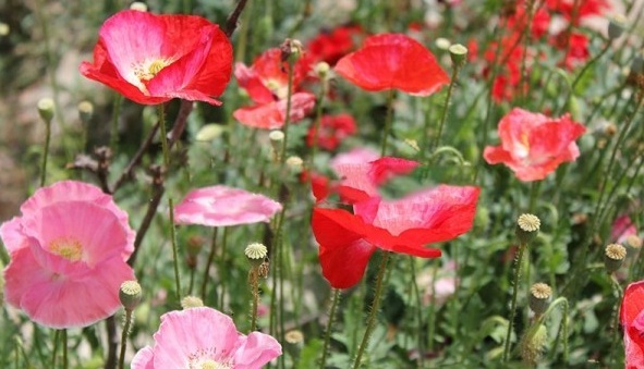 1630242885299388.jpg image.jpg