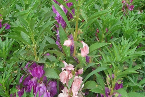 1630243704278379.jpg image.jpg