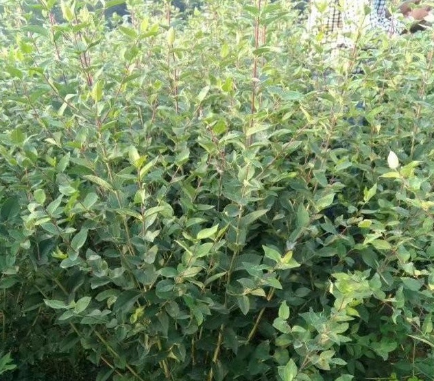 1630244241451807.jpg image.jpg