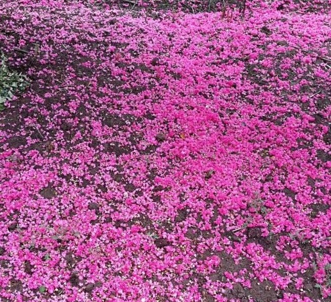 1630244326968357.jpg image.jpg