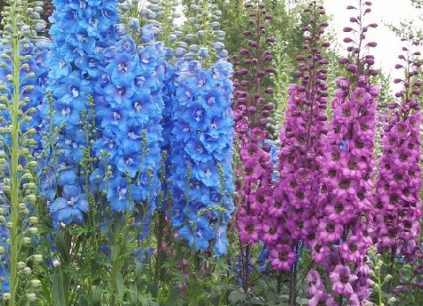 1630247780943543.jpg image.jpg