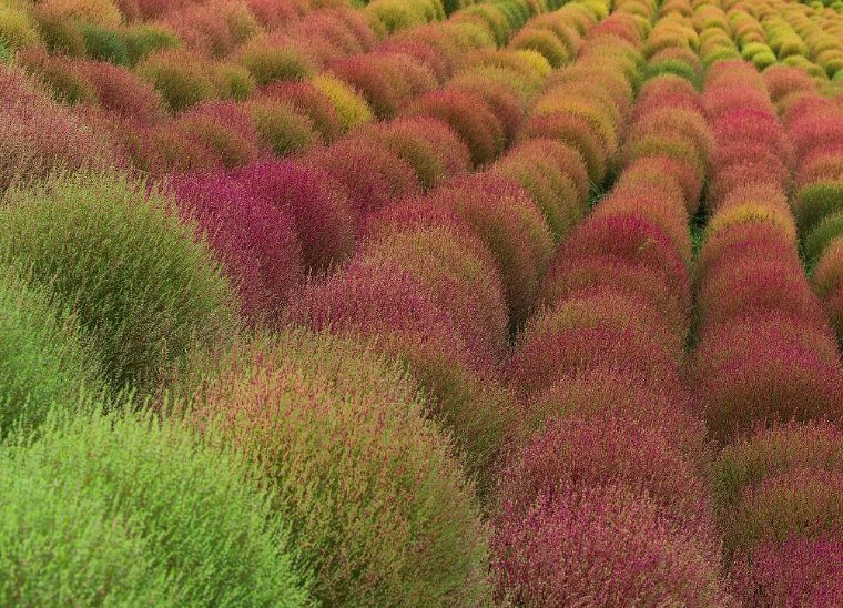 1630313076587101.jpg 地膚1.jpg