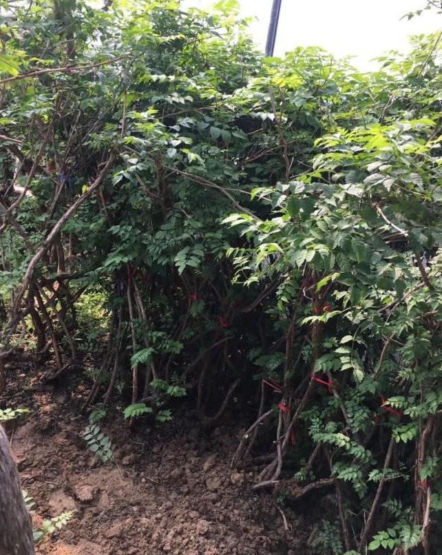 1630317593927013.jpg image.jpg