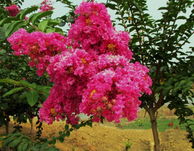 1630335156451820.jpg 滋味22222222.jpg