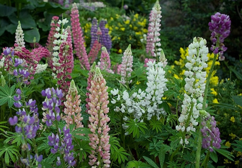 1630335739197833.jpg 魯冰花1.jpg