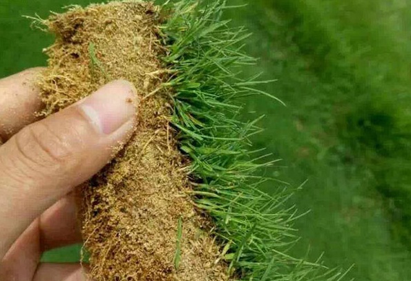 1630391486438914.jpg 4.jpg