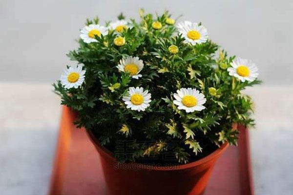 白晶菊在生活中的應用和作用