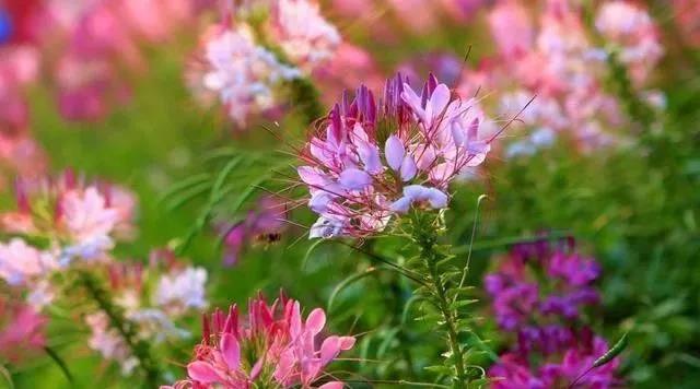 醉蝶花的簡(jiǎn)單介紹和種植方法 醉蝶花的簡(jiǎn)單介紹和種植方法