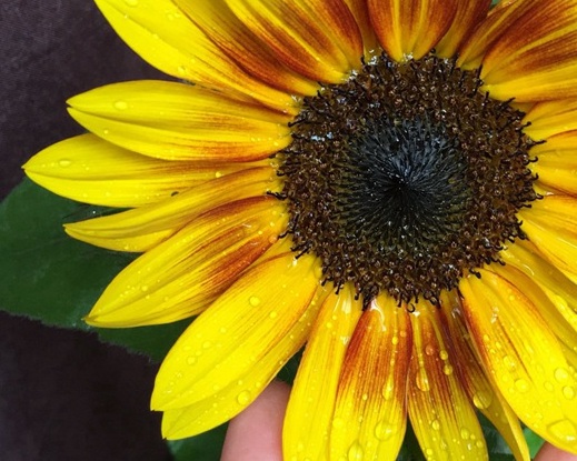 1630416901138607.jpg image.jpg