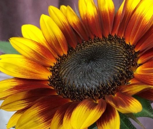 1630416918319689.jpg image.jpg