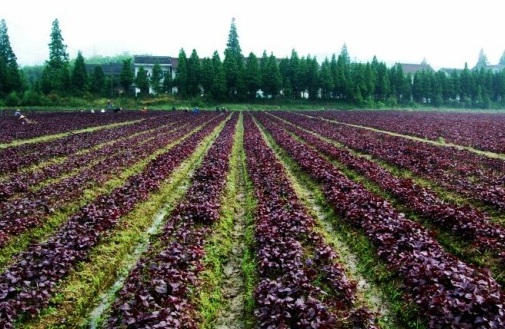 1630417471680605.jpg image.jpg