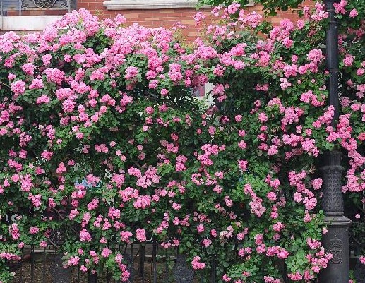 1630418370105238.jpg image.jpg