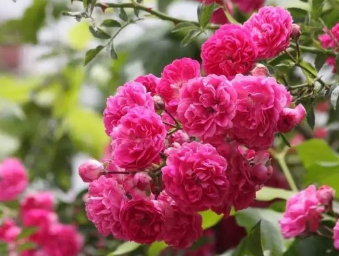 1630453225525995.jpg image.jpg