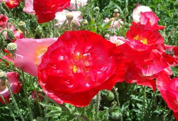 1630472028647990.jpg image.jpg