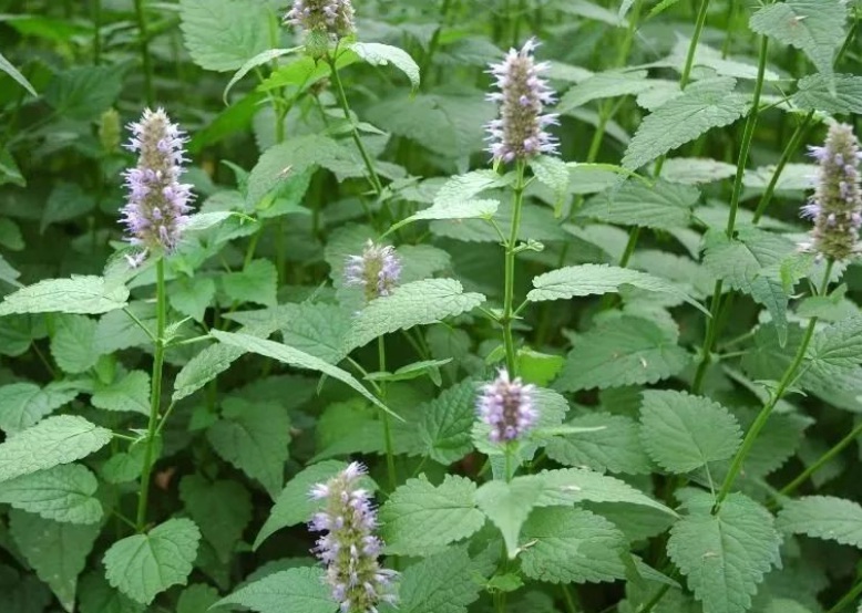 1630474136292592.jpg 藿香1.jpg