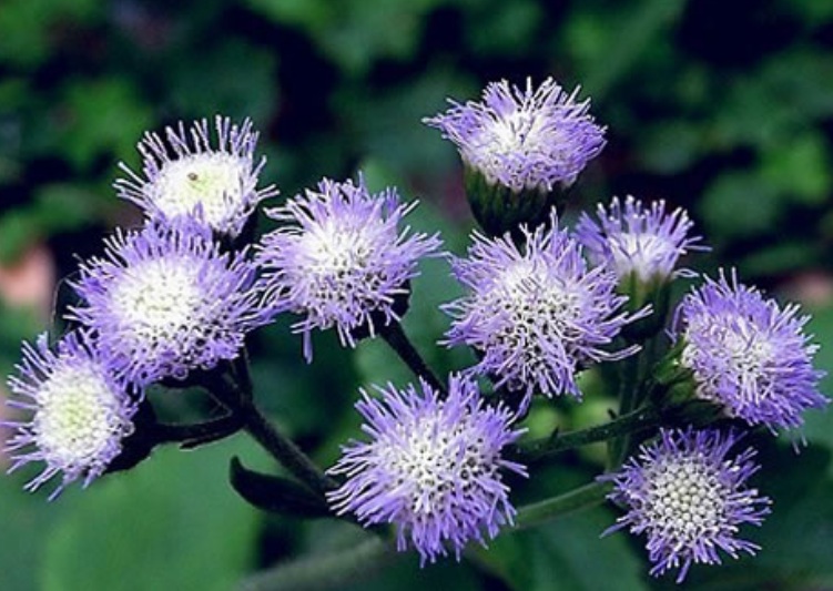 1630474211159994.jpg 藿香3.jpg