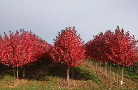 1630481645887581.jpg image.jpg