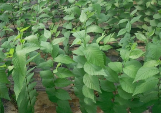 1630482228532470.jpg image.jpg