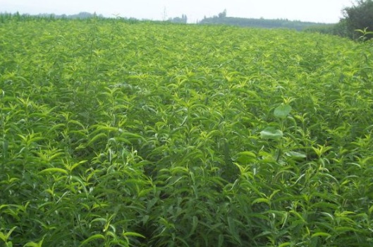 1630482367901901.jpg image.jpg