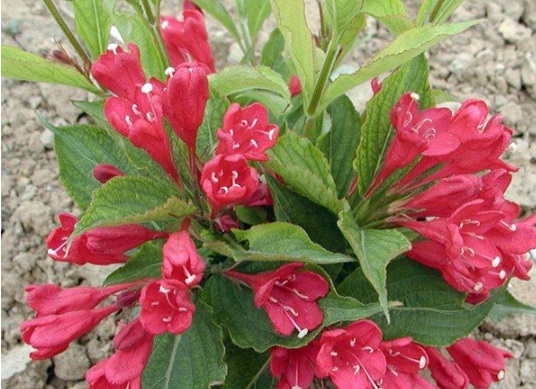 1630483637605725.jpg image.jpg