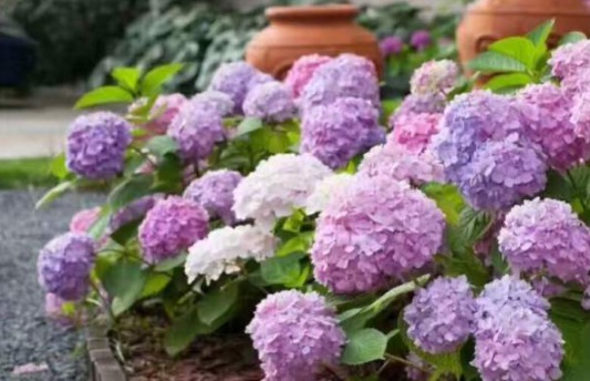 1630500572909407.jpg image.jpg