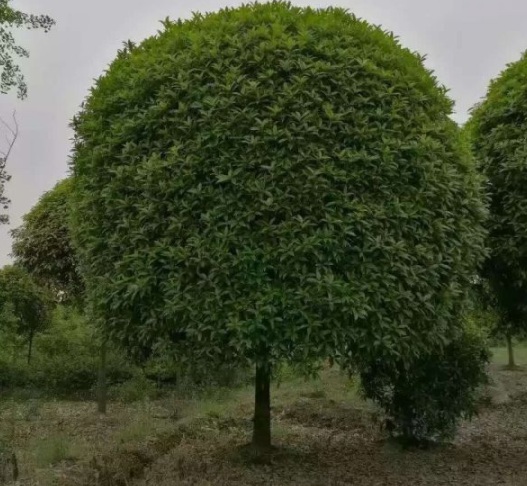 1630500662336025.jpg image.jpg