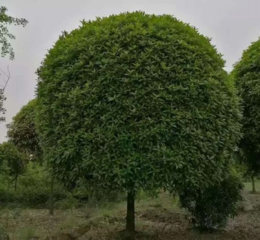 1630500742363313.jpg image.jpg